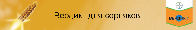 ����� ������� ��� ��������