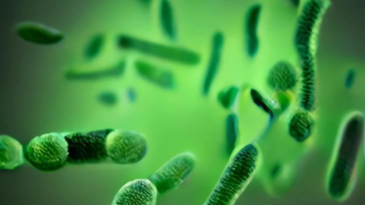 Создан глобальный микробный консорциум для продвижения устойчивого сельского хозяйства