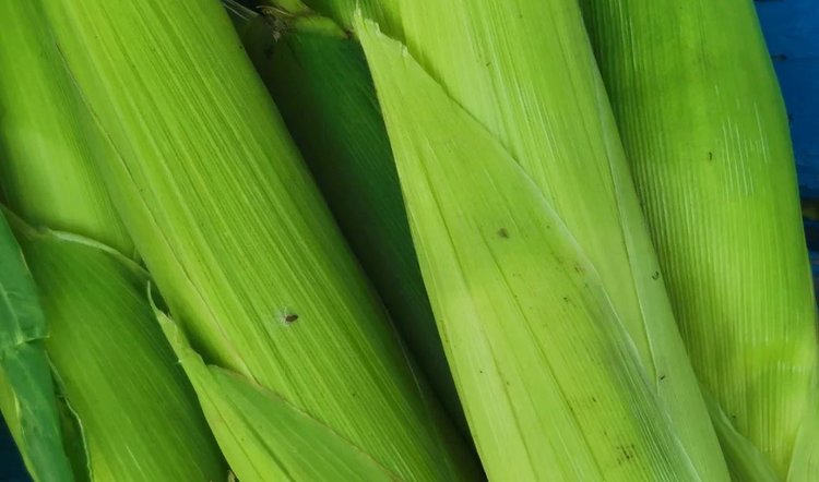 В грибоводстве древесные опилки уступают место шелухе кукурузных початков