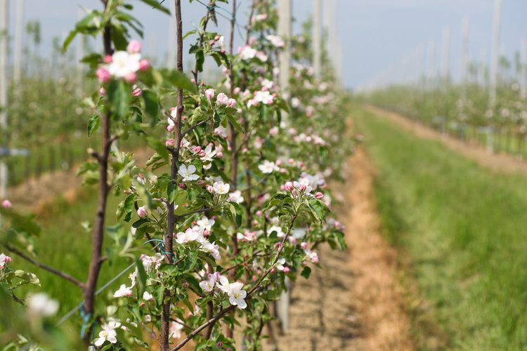 На 30 тысяч плодовых и ягодных гектаров нацелены садоводы Кабардино-Балкарии к 2030 году 