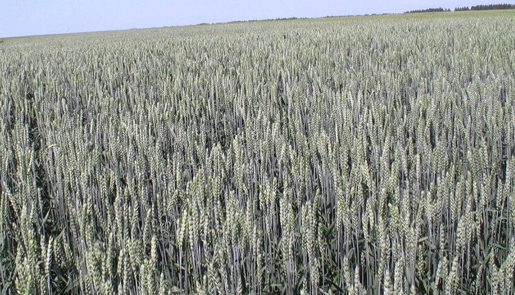 На агрофестивале Agro Betaren гости из Беларуси увидели нетравмирующую обработку семян