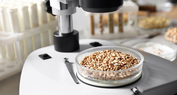 Эксперты ЦОК АПК рассказали о первых пробах кубанской пшеницы 2025 