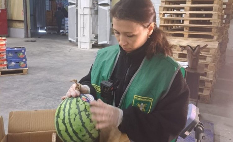 Китай начал напрямую снабжать Камчатку арбузами и дынями