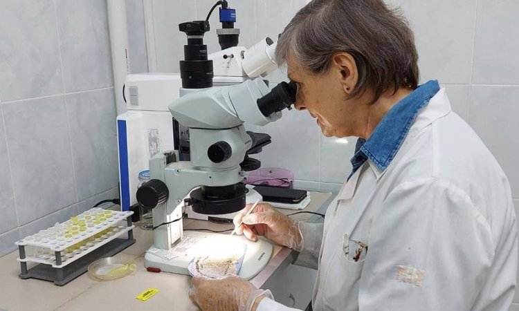 Китай нарастил поставки чесночных стрелок и чеснока в Амурскую область 