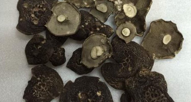 Кировские грибники насушили ежовиков для Кореи