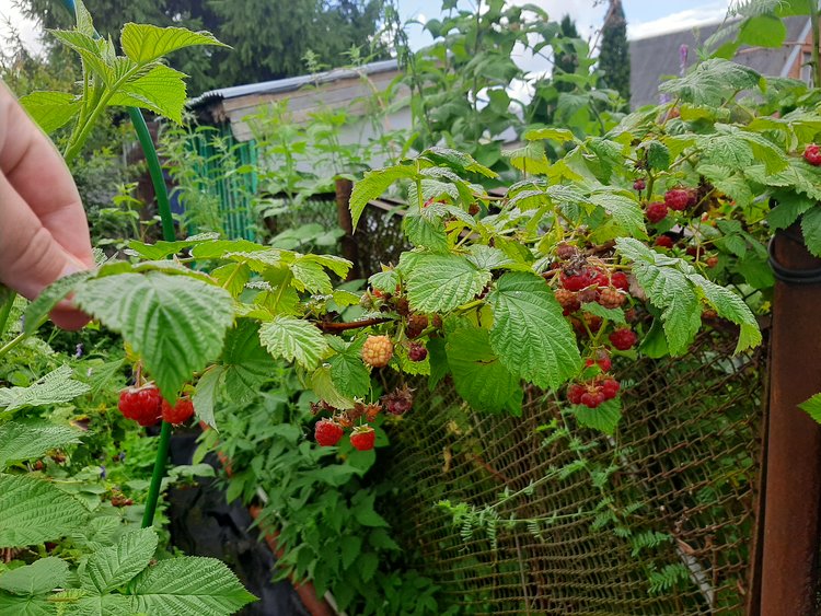 Правильная обрезка малины после сбора урожая: советы и сроки