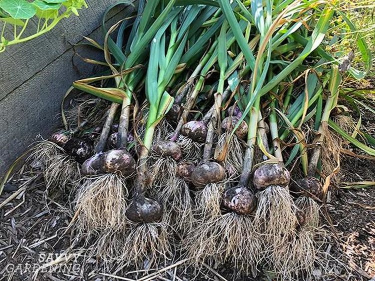 Зарубежный опыт: Когда убирать урожай чеснока (и стрелки чеснока!) и как хранить его зимой