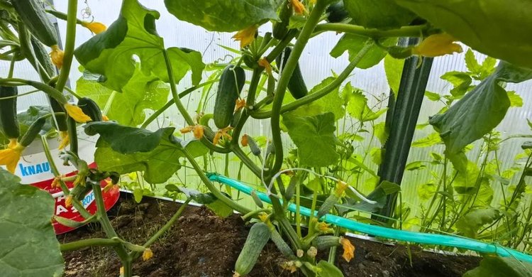 Как собрать семена огурцов