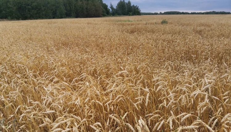 Для хранения зерна нового урожая в Орловской области расширяют мощности