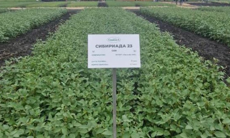 По возделыванию сортов Омского АНЦ налажено сотрудничество с другими регионами