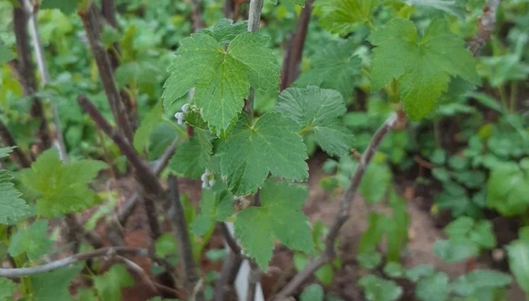 Как сушить листья смородины