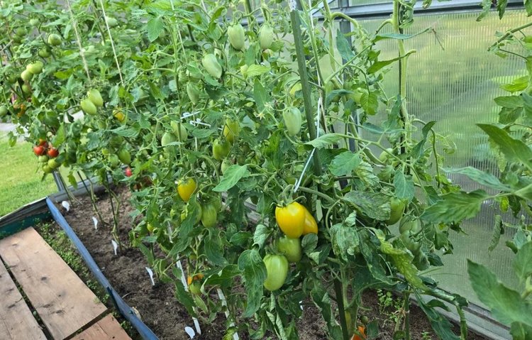 Куда положить помидоры для дозревания