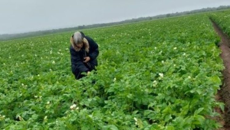 Участки семенного картофеля популярных сортов апробируют на Камчатке