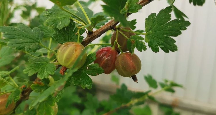 Крыжовниковая огневка и меры борьбы