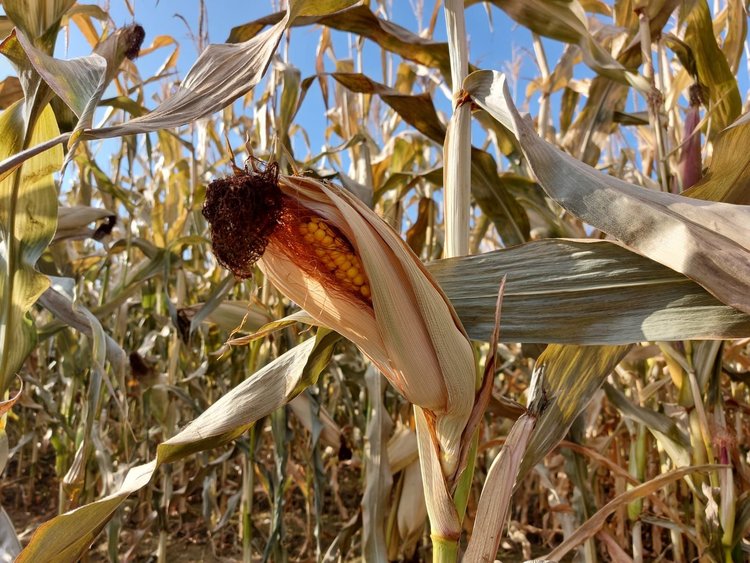 Иркутская область соберет в 1,2 раза больше к прошлогоднему кормовой кукурузы