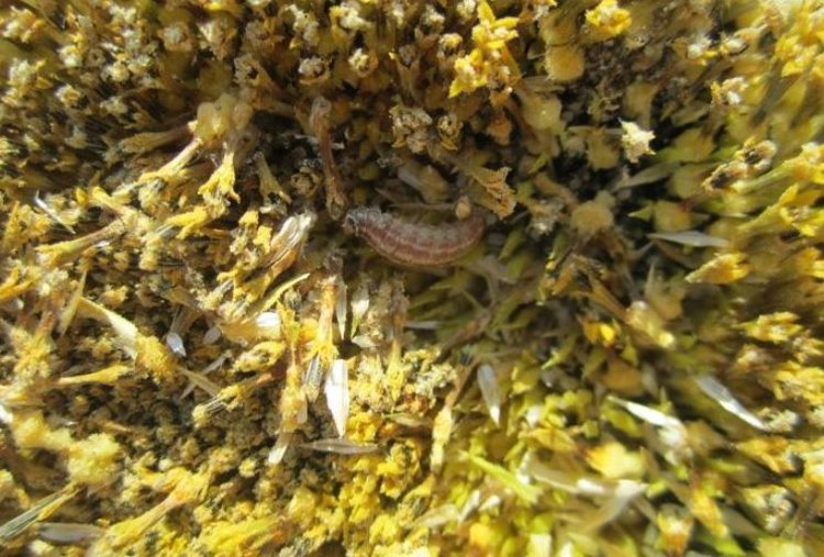 Подсолнечниковая шипоноска наносит вред в Оренбургской области