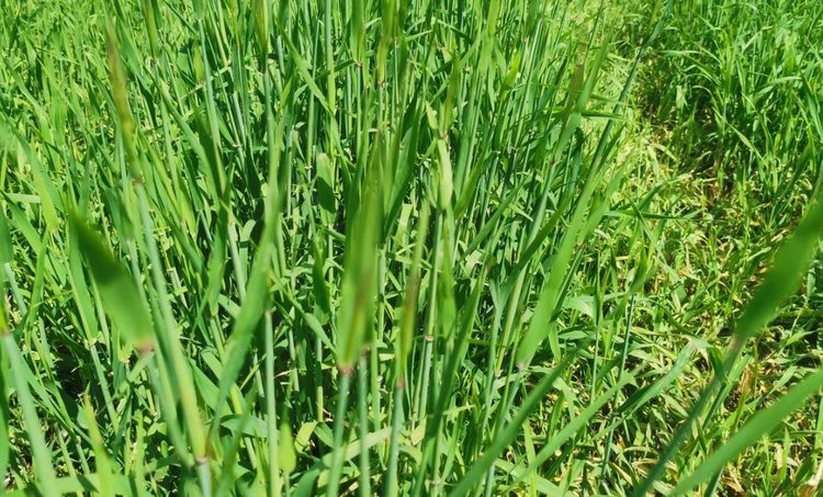 В Великобритании подтверждены новые случаи устойчивости райграса к глифосату