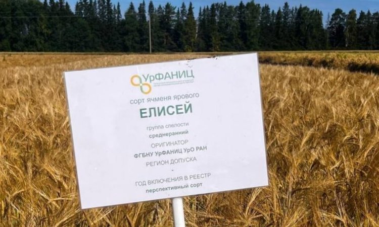 Новые сорта пшеницы и ячменя уральских селекционеров отправились на государственное сортоиспытание