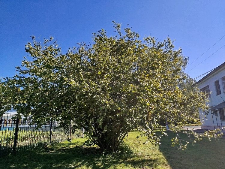 Почему Ореховый Спас называют Хлебным, рассказали в Курском ГАУ