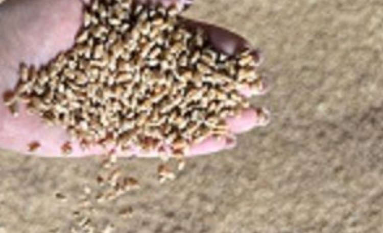 Качество зерна 2025 в Адыгее: итоги