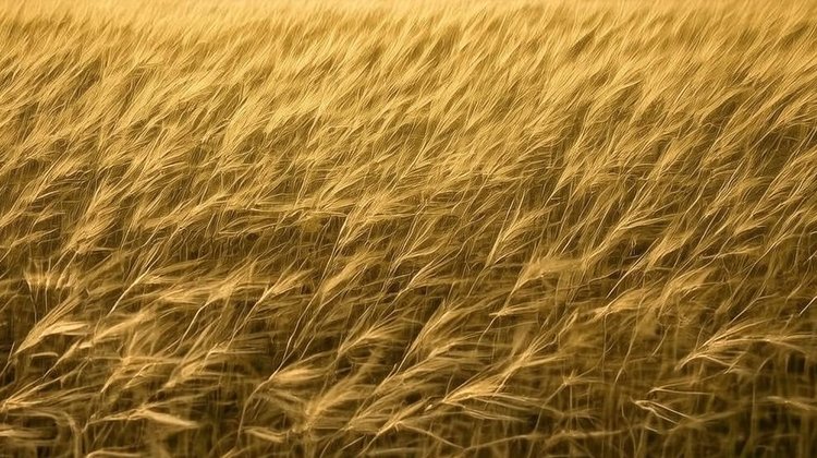 Аграрии в Сибири и на Дальнем Востоке застраховали в 2025 году порядка 3,3 млн га посевов