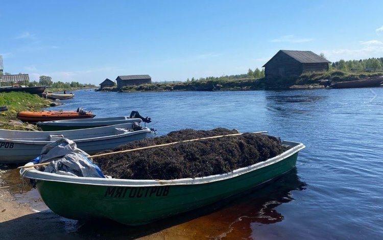 Карелия готовится к открытию нового завода по переработке морских водорослей наращиванием объемов добычи