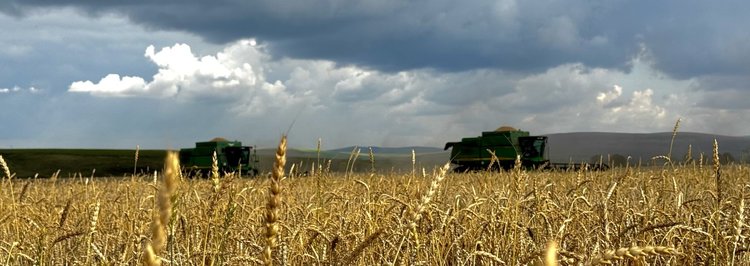 Дождливая жатва 2025 в Красноярском крае требует от аграриев оперативных решений