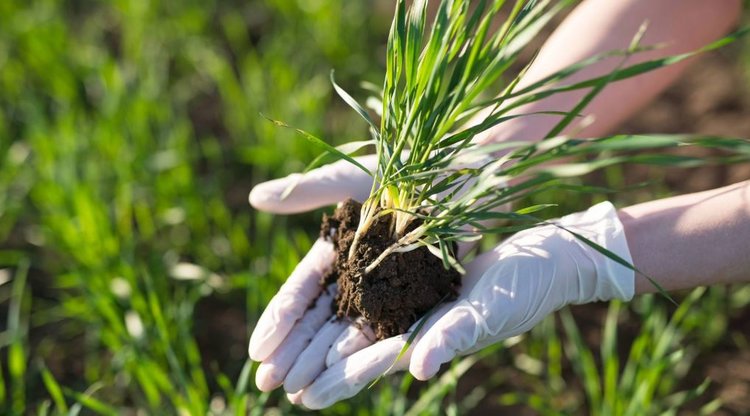 Татарстан имеет самые большие площади известкования почв в России