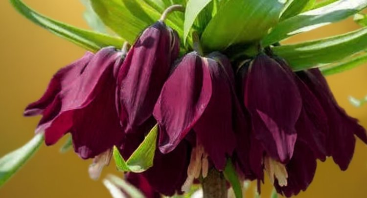 Как посадить рябчик осенью для красоты и от кротов