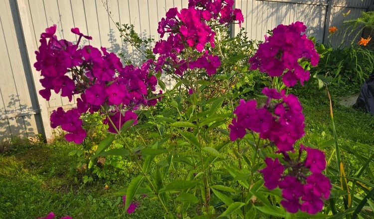 Осенняя обрезка флоксов: зачем, когда и как правильно это делать 3 способами