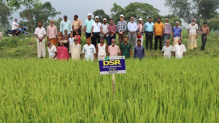 На прямой сухой посев риса со временем перейдут фермеры в Бангладеш