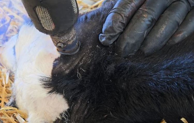 Обезроживание телят с седацией ксилазином – неоднозначный вопрос