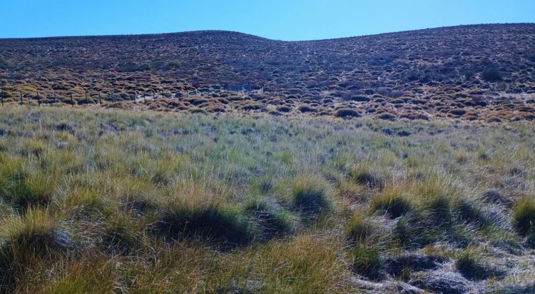 Успешно одомашнивают местные дикоросы в кормовые культуры исследователи в Аргентине