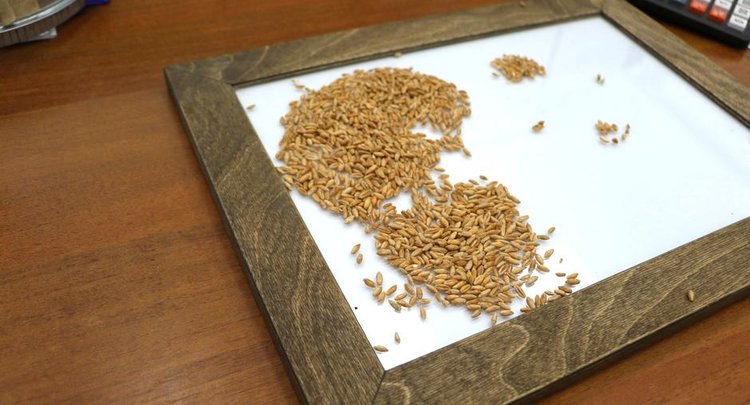 В Татарстане в 2025 году возросла урожайность тритикале