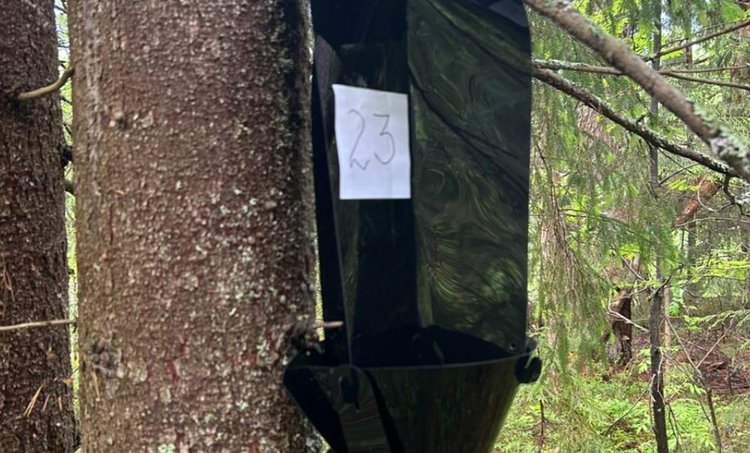 Леса в Новгородской области атакует большой черный еловый усач