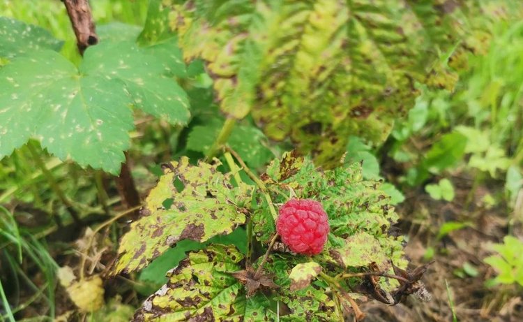 Дидимелла малины и как вывести пурпуровую пятнистость с любимой ягоды