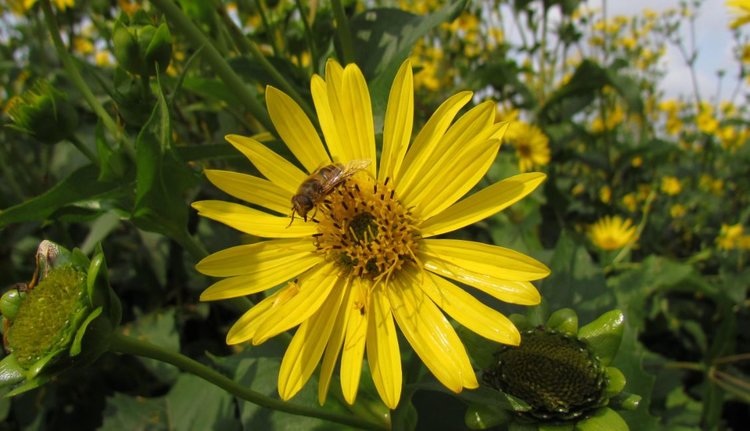 У биоэнергетической кукурузы появился серьезный соперник с экологическими преимуществами