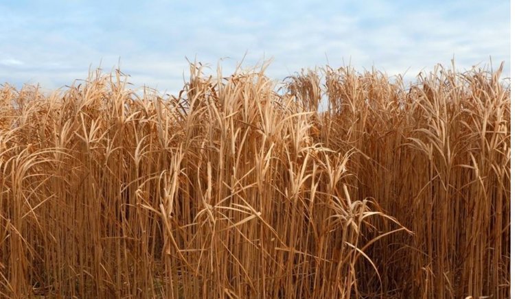 Новый инструмент искусственного интеллекта предсказывает урожайность мискантуса на месяцы вперед