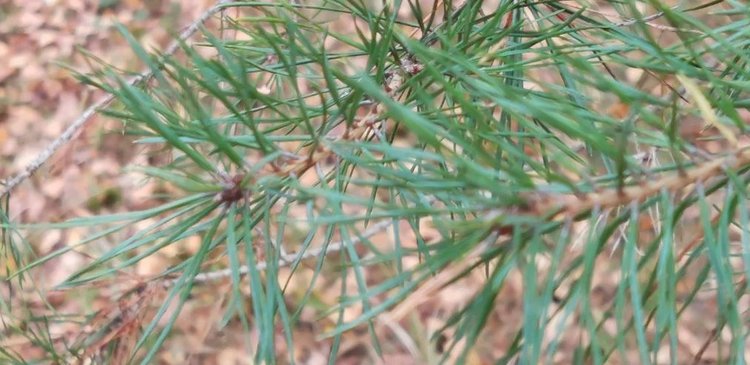 Как выбрать хороший лапник для укрытия и расчеты количества веток для разных культур