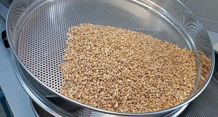 Хлебные клещи продолжают портить урожай