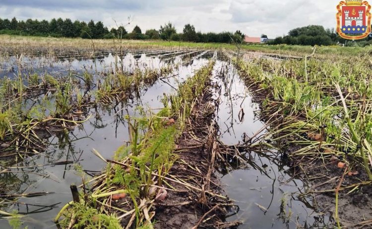 Осенние дожди отняли у калининградских фермеров 30 процентов урожая картофеля