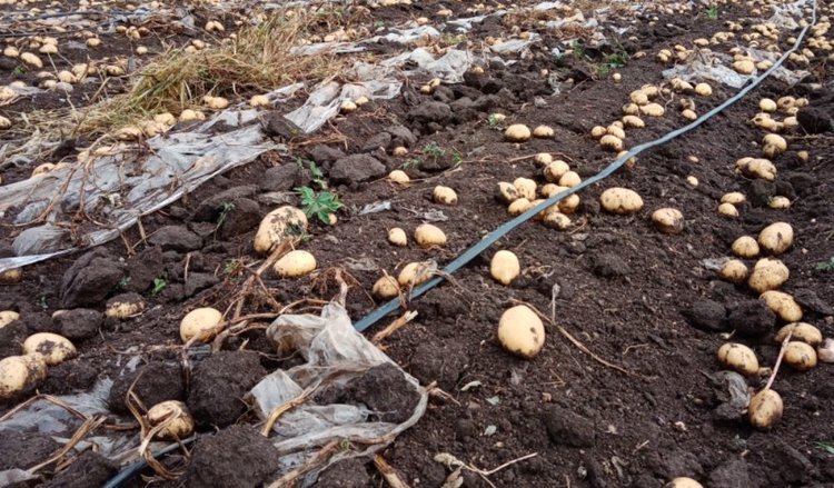 Урожайность картофеля 2025 в хозяйствах Забайкалья на 20% превысила прошлогодний уровень
