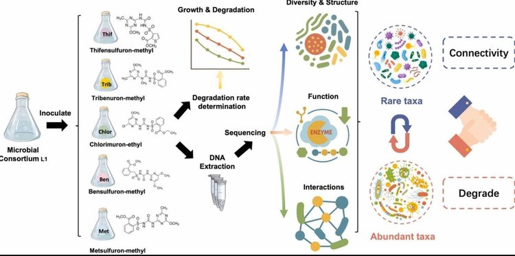 Синтетический микробный консорциум для очистки почв от остатков гербицидов сульфонилмочевины создали ученые