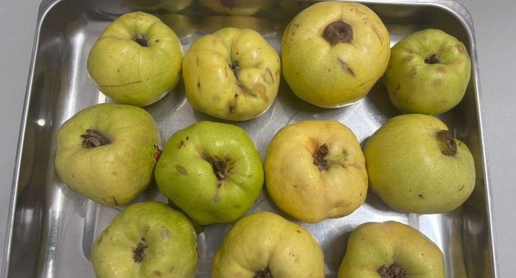 Восточная плодожорка на этот раз приехала в Россию в айве