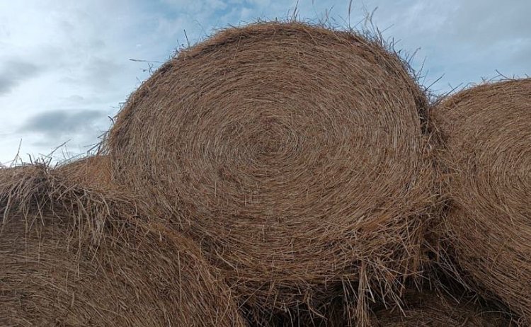 Заготовка кормов в Приморском крае в 2025 году прошла успешно