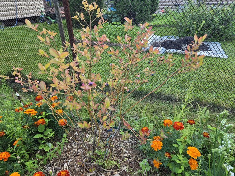 Как грамотно подготовить ягодник к наступающей зиме