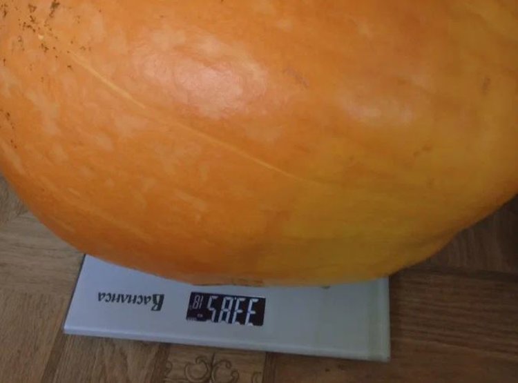 Жительница ДНР получила приз «За волю к победе» за гигантского Володю