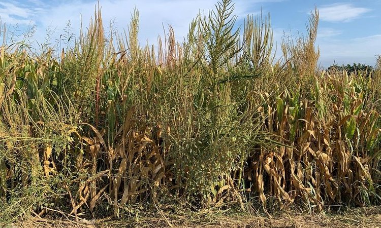 Гербицидоустойчивый амаранта Палмера может сделать производство кукурузы полностью нерентабельным