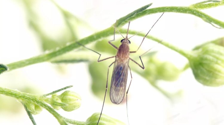 Тайна опасных комаров-мутантов в лондонском метро раскрыта