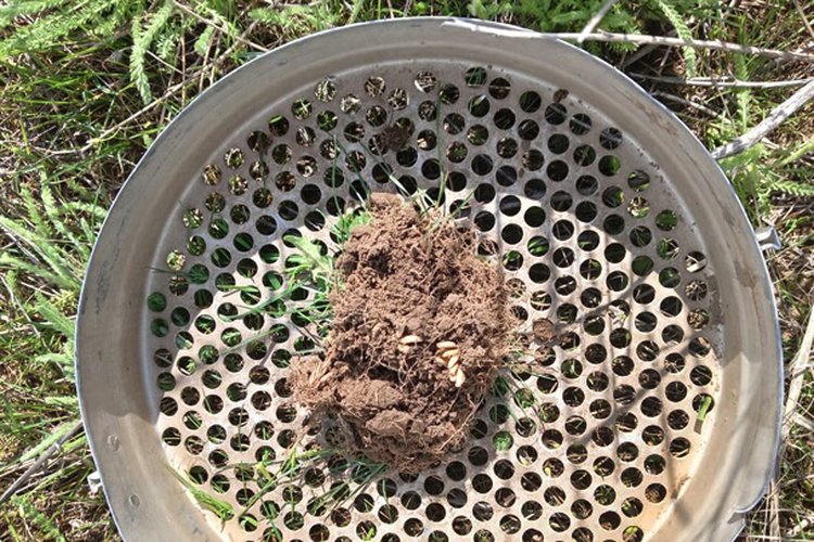 Ареалы расселения мароккской саранчи в Ставропольском крае определили эксперты